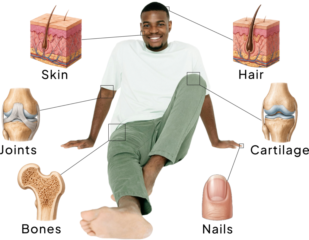An illustration showing the importance of collagen and its presence in skin, joints, bones, hair, cartilage and nails.